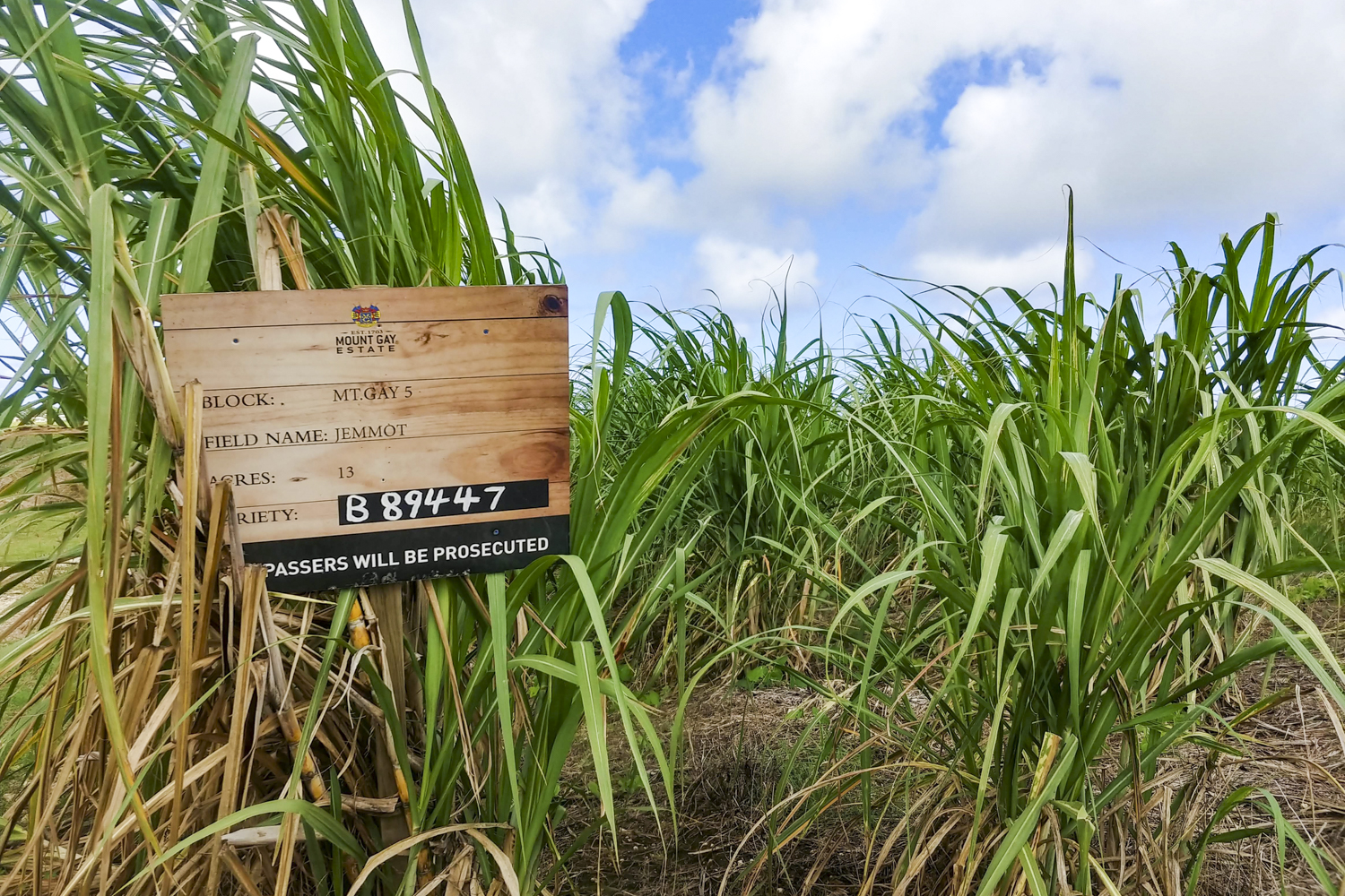 Sugar cane