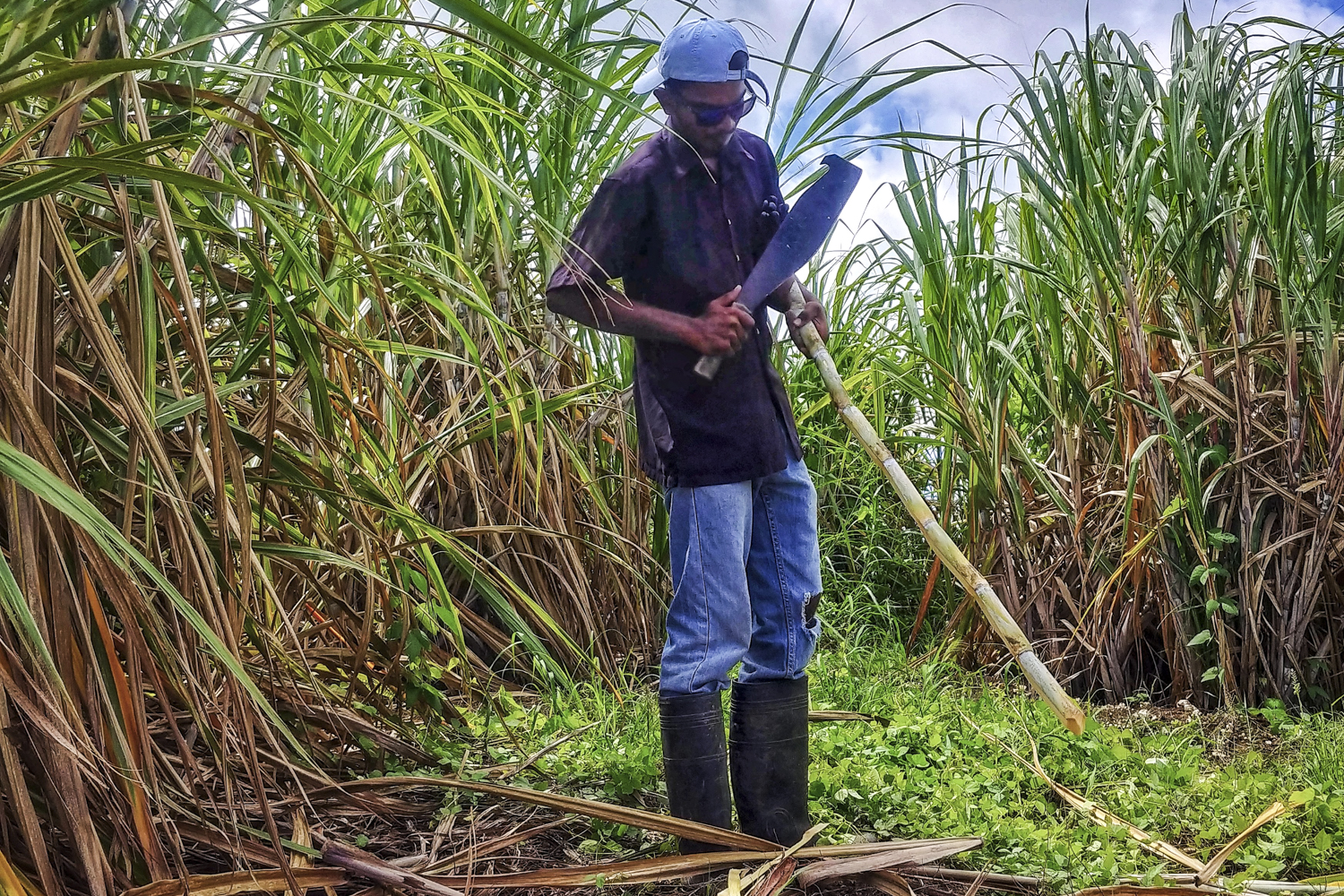 barbados bars restaurants distlleries guide traditional sugar cane harvesting at mount gay rum plantation 17