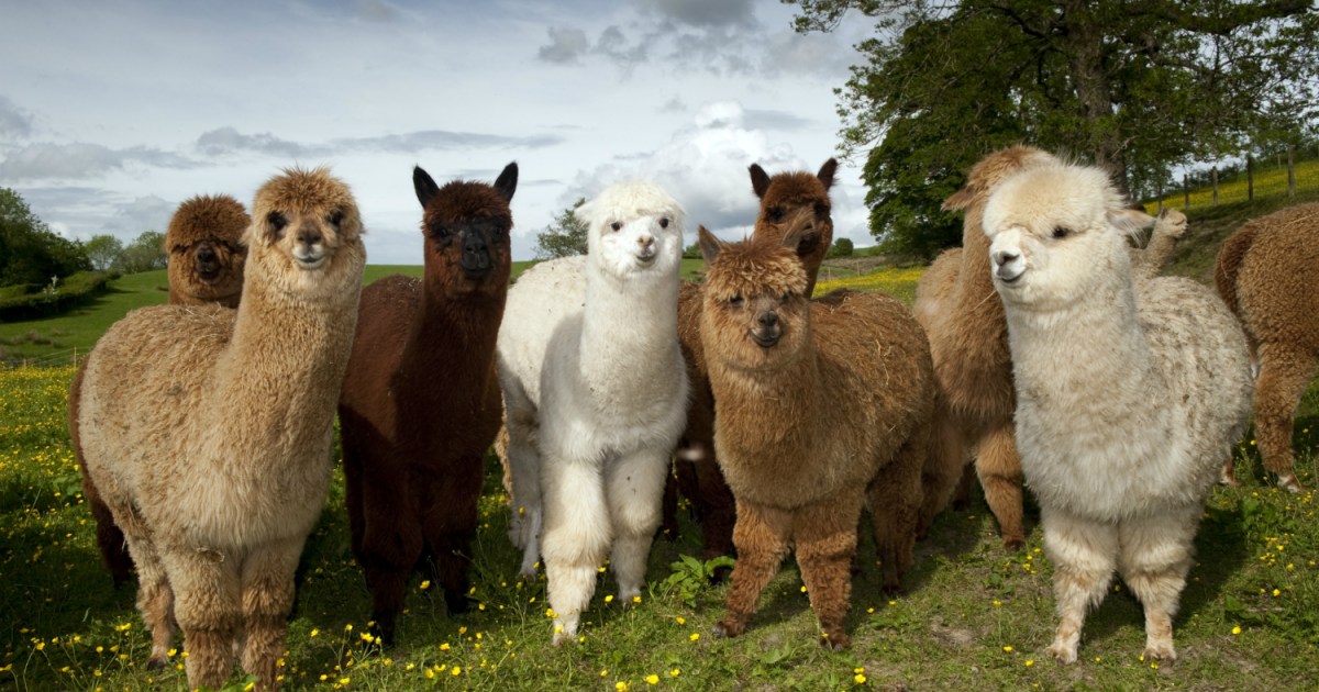 Why you need to try alpaca wool clothing - Linen Way