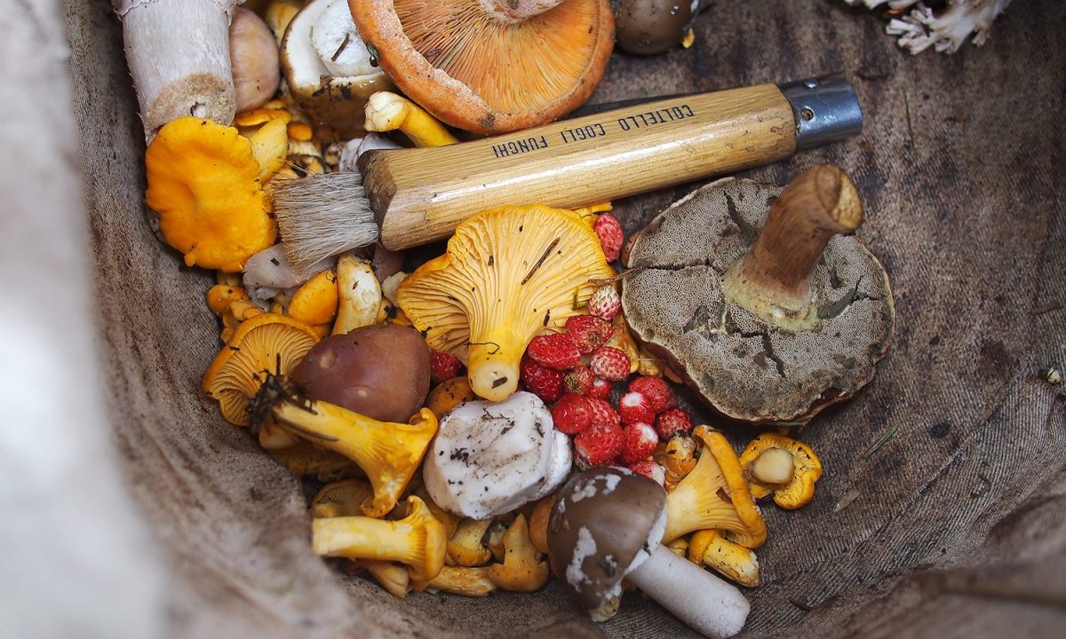 Foraging mushrooms basket