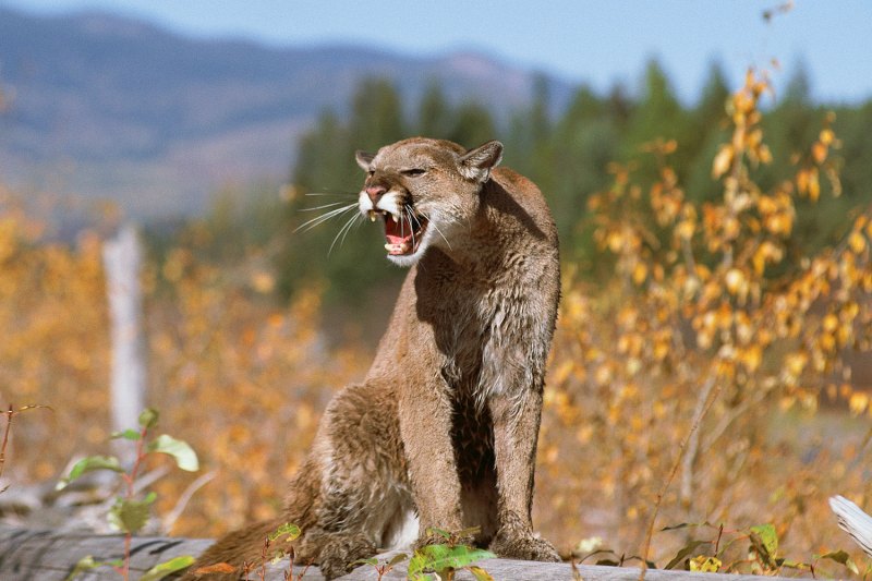 How to Survive (and Avoid) a Mountain Lion Attack - The Manual How to Survive (and Avoid) a Mountain Lion Attack - The Manual