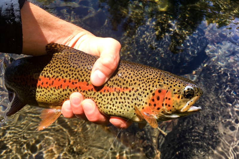 10 Best Places to Go Fly Fishing in the US