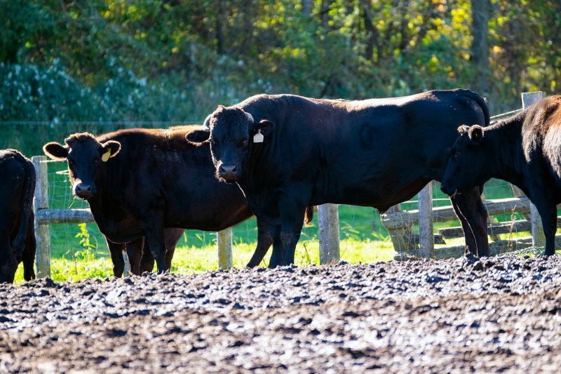 wagyu beef cattle cow