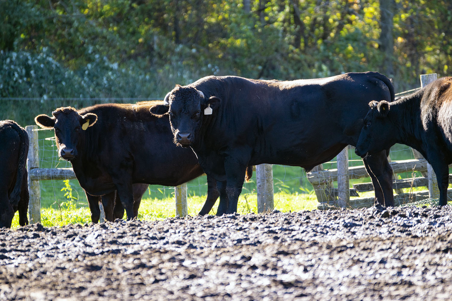 wagyu beef cattle cow