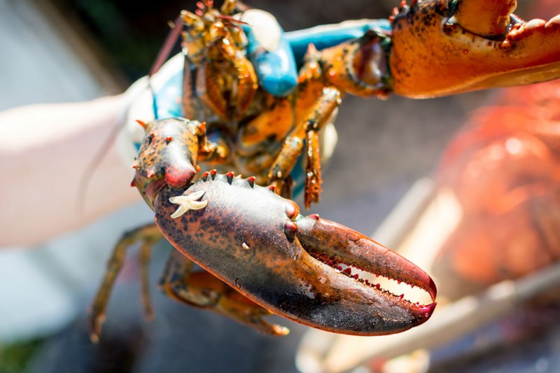 how-to-cook-live-lobster