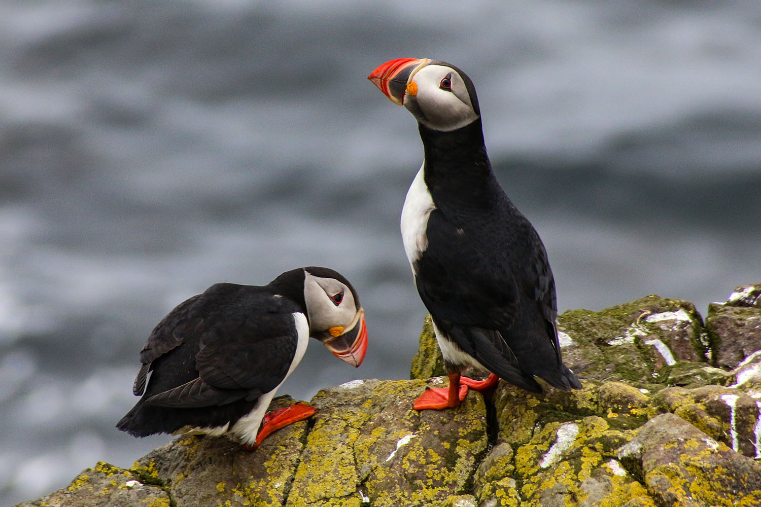 Everyone loves puffins. So how are these adorable seabirds faring