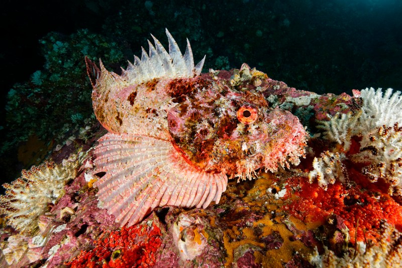 scorpionfish scorpion fish