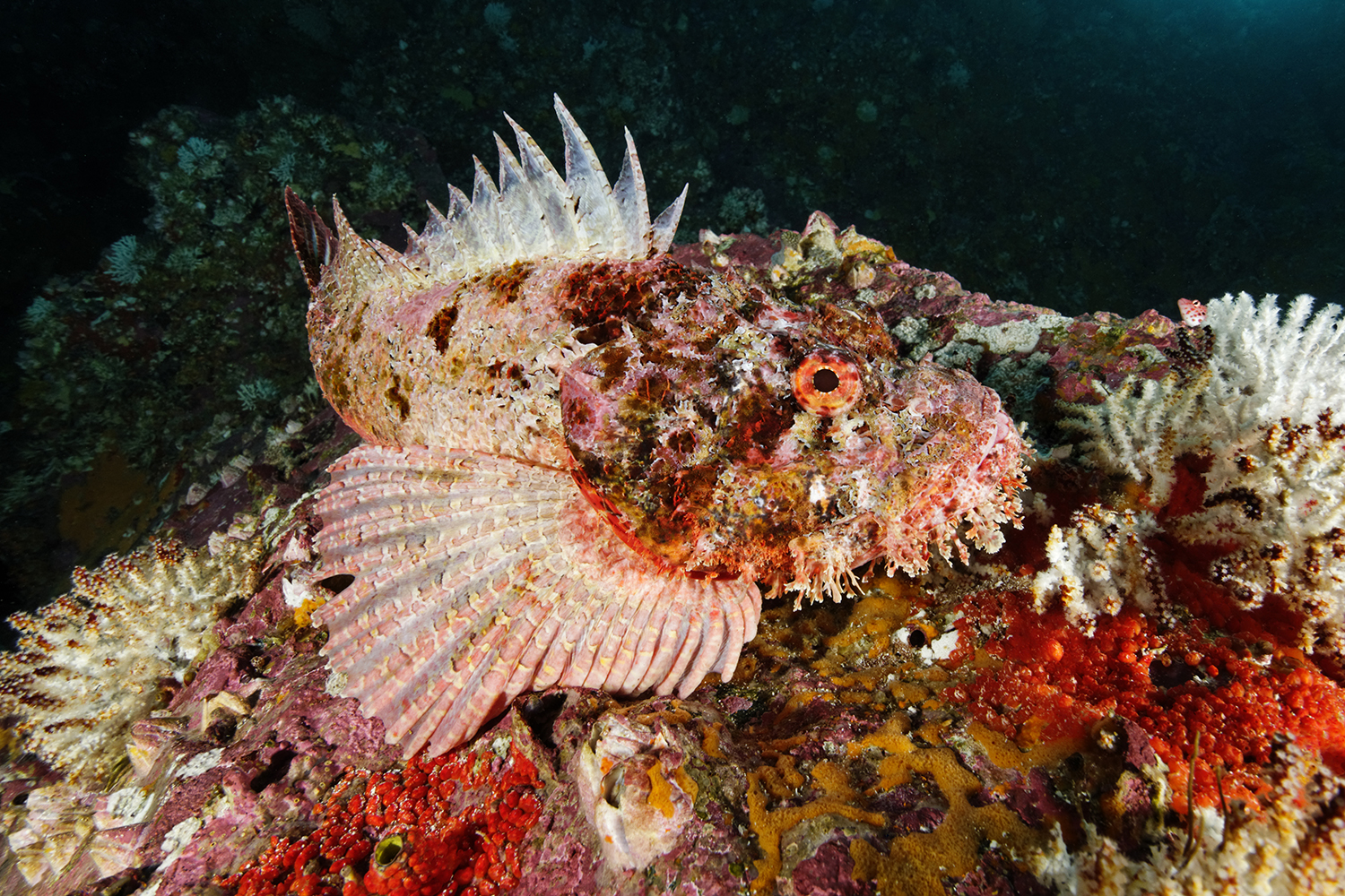 scorpion fish bite