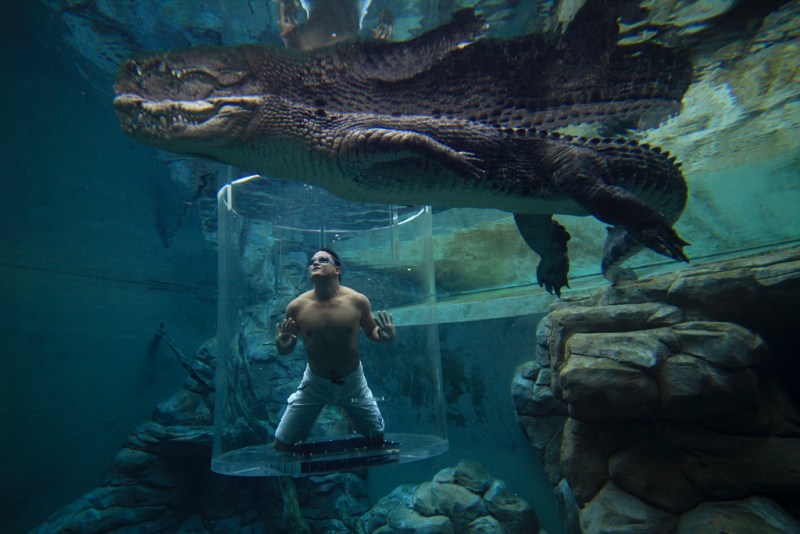 Man with a crocodile inside Australia's "Cage of Death" experience.