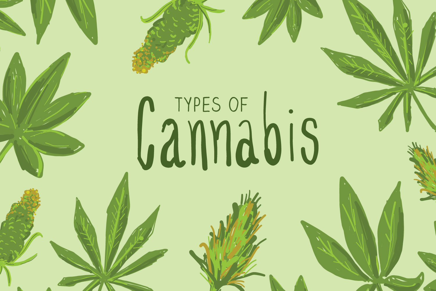 A cannabis guide illustration