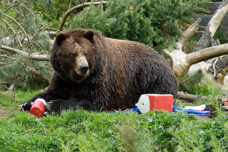 how to hang a bear bag