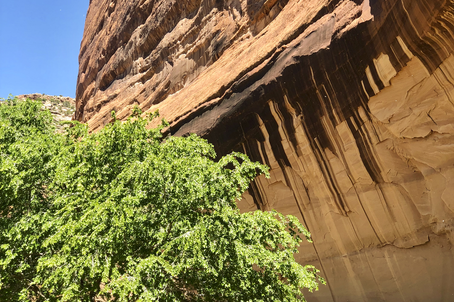 arizona canyon de chelly hike navajo rei adventures  edit 27 standing cow ruins