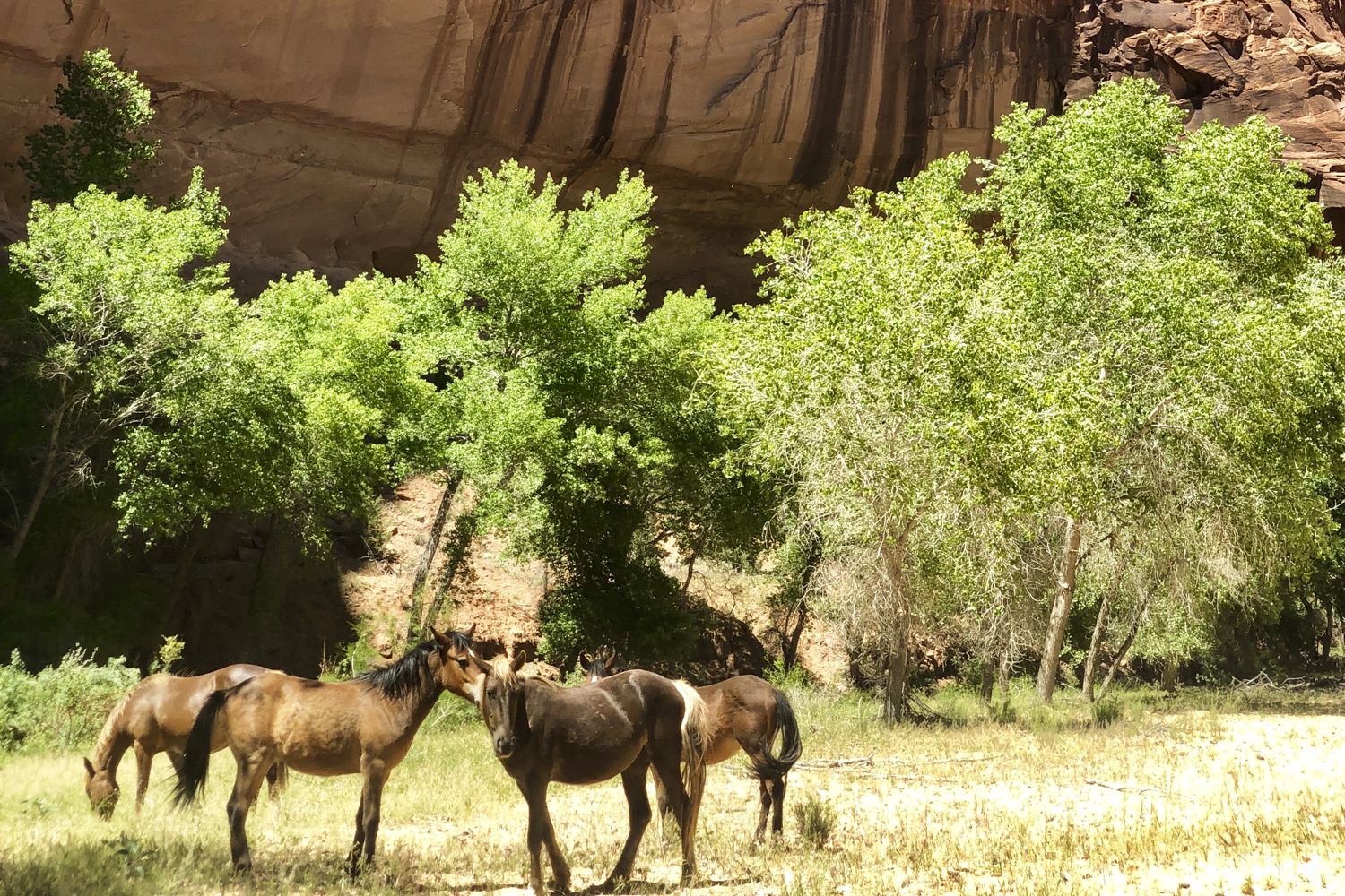 arizona canyon de chelly hike navajo rei adventures  edit 4wild horses in del muerto