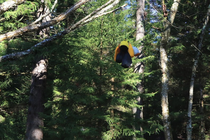 A bear bag hanging from a tree branch.