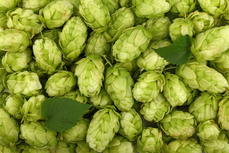 beer hops types