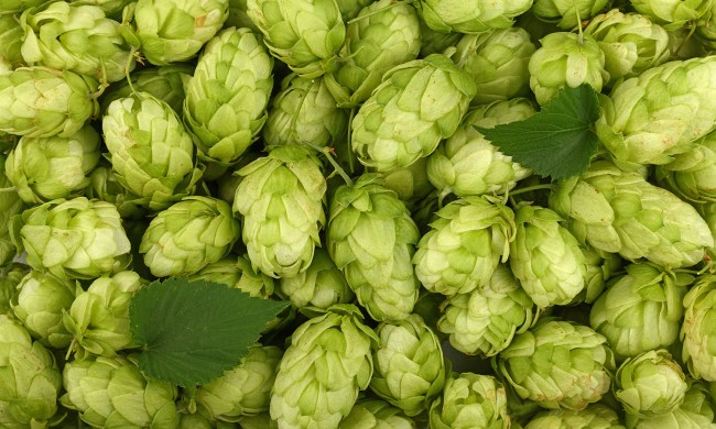 beer hops types