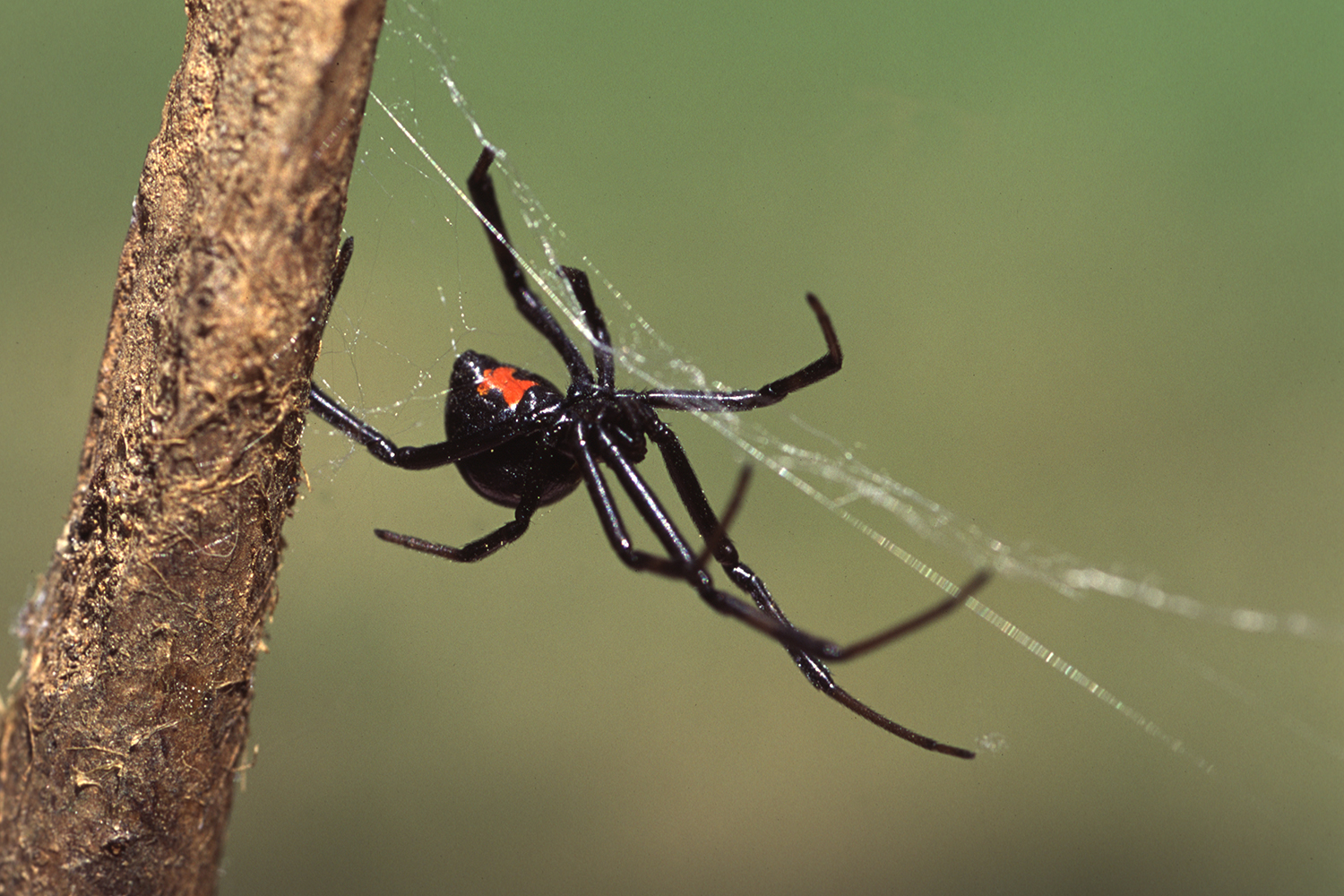 black widow spider