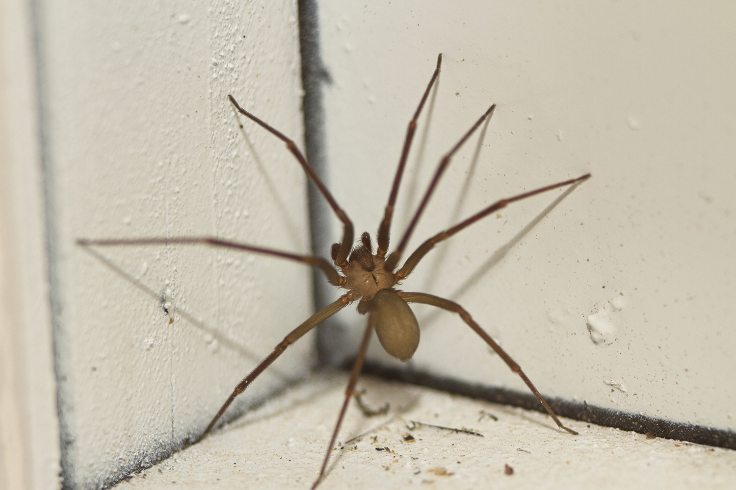 brown recluse spider