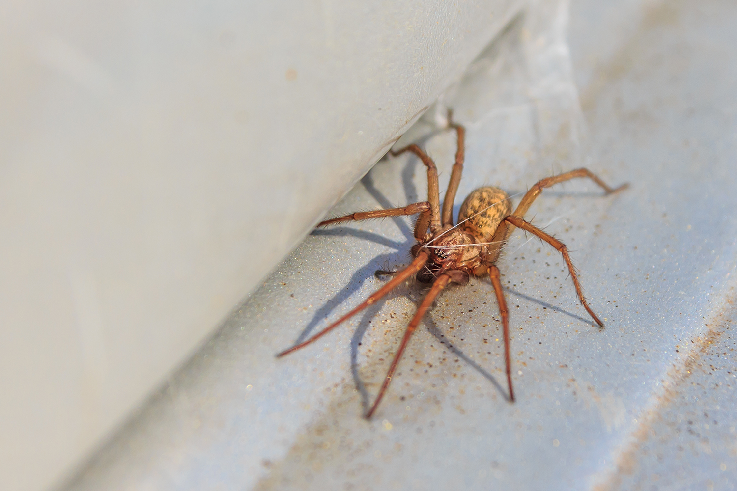 Daddy Long-Legs Spider - African Snakebite Institute