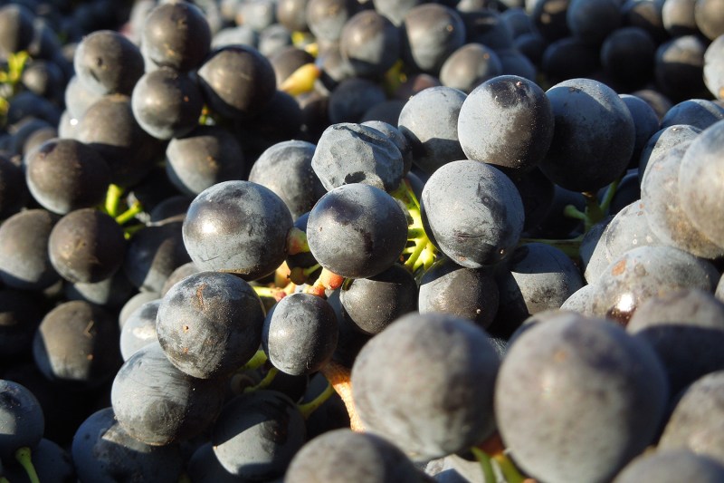 Vidon Vineyards Wine Grapes