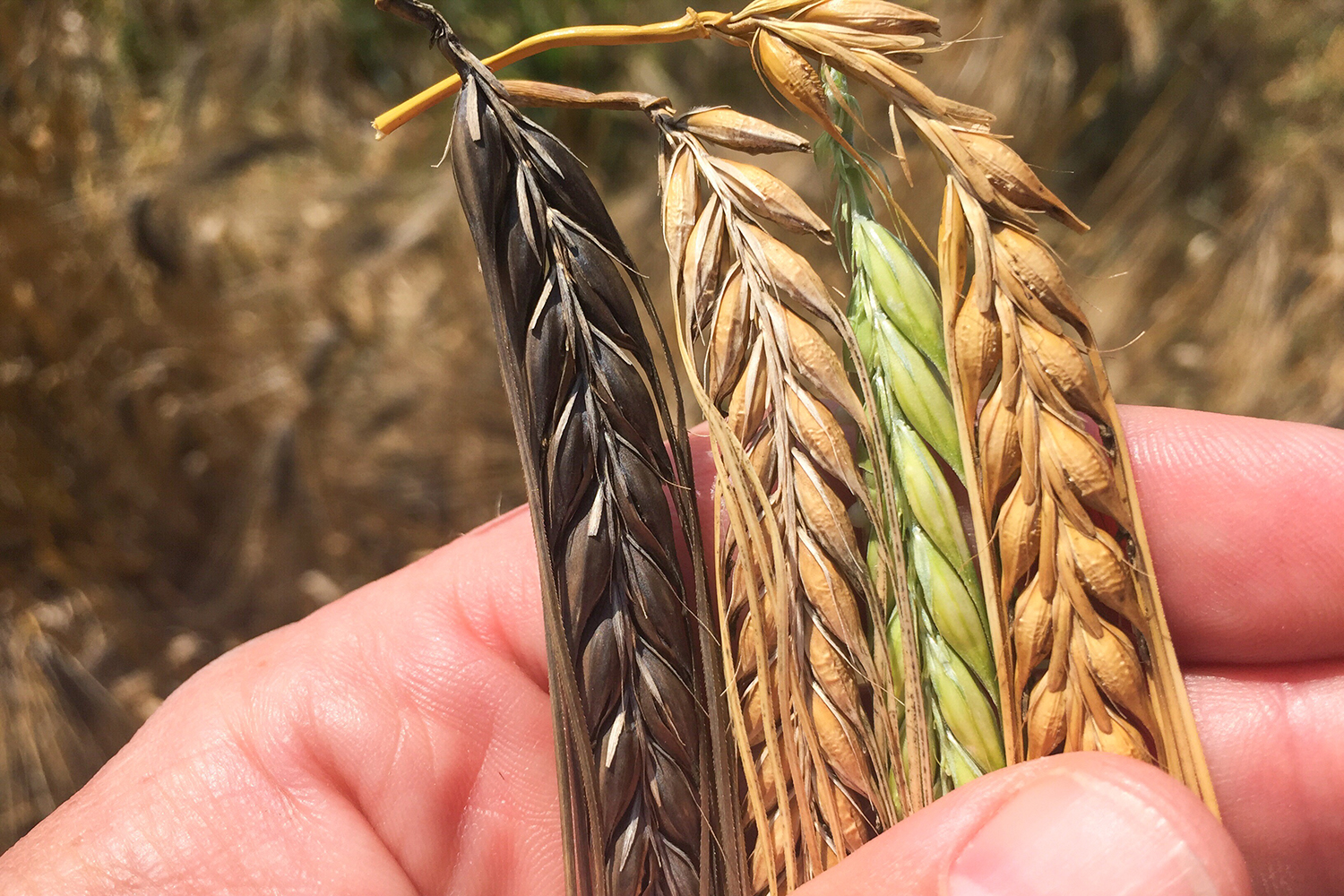 Westland Distillery Barley Research Varieties