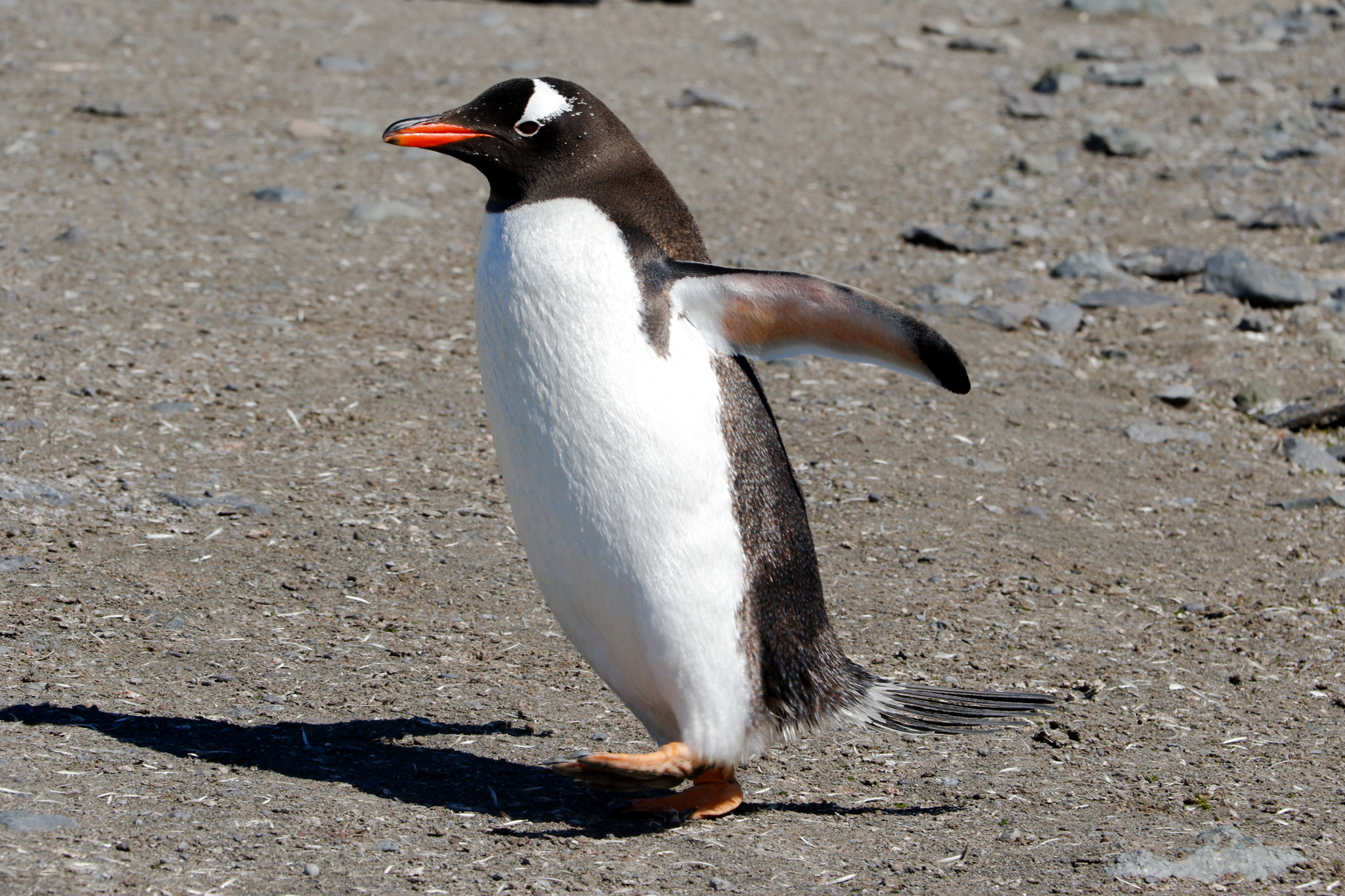 life in antartica trip penguin 2019 dd tm 1