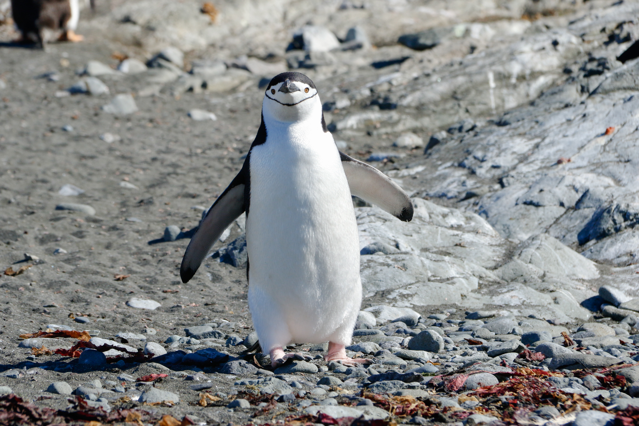 life in antartica trip penguin 2019 dd tm 10