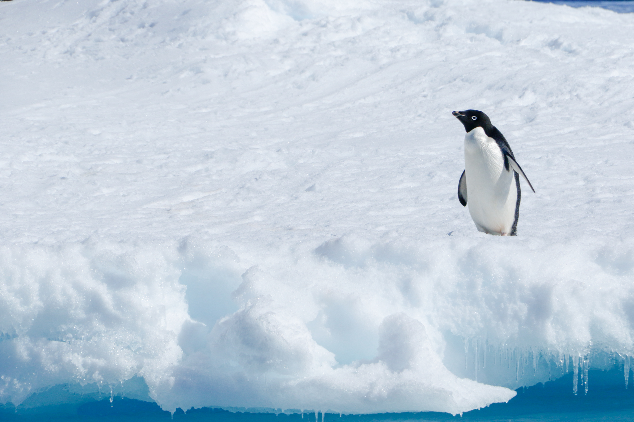life in antartica trip penguin 2019 dd tm 11