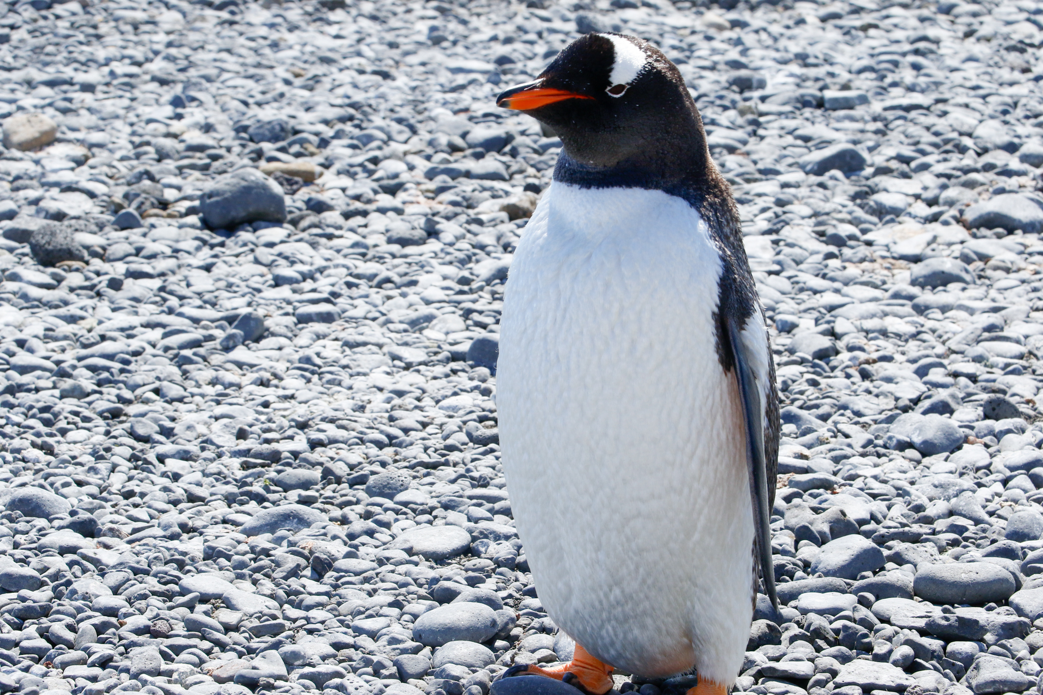 life in antartica trip penguin 2019 dd tm 12
