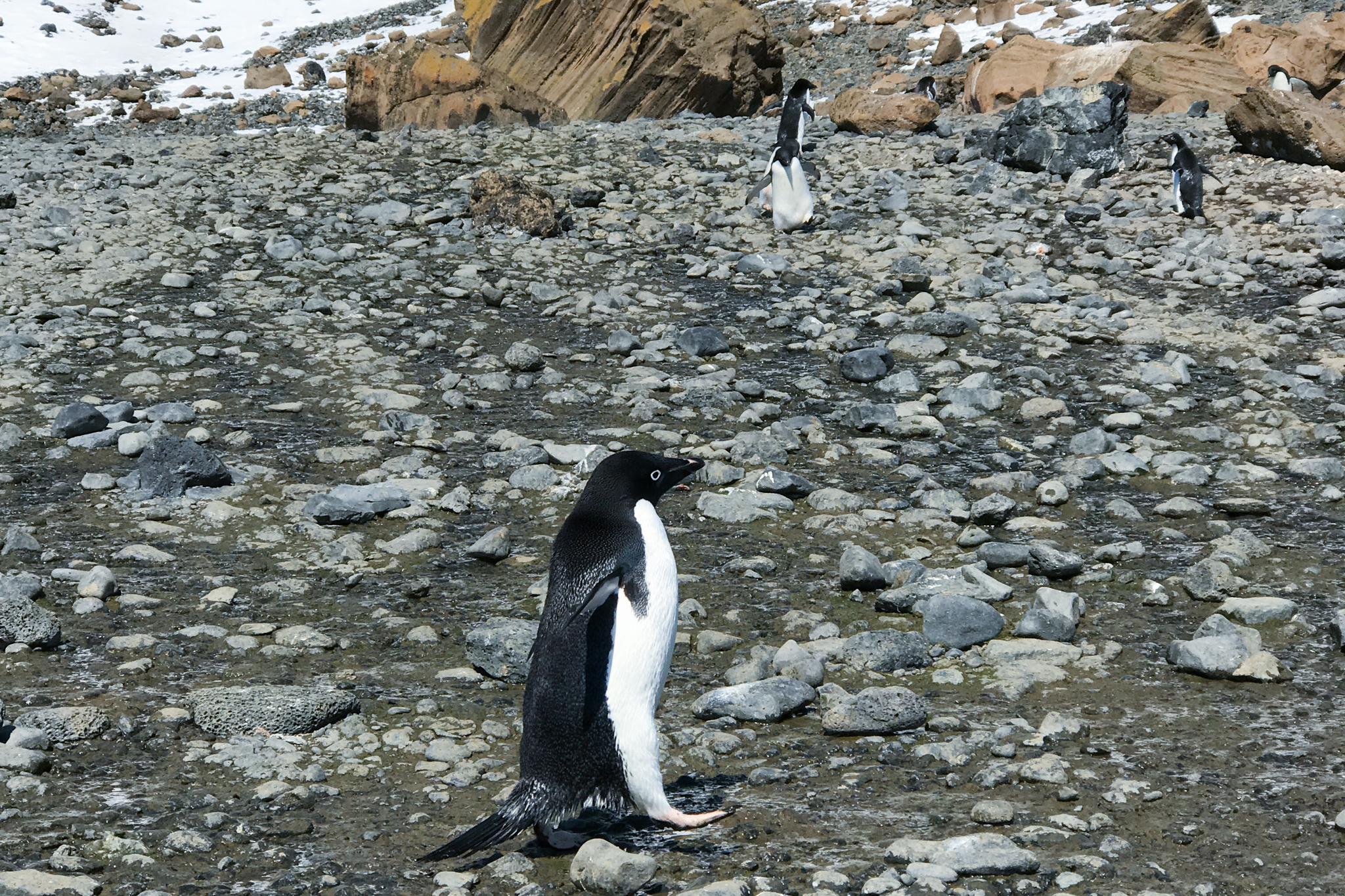 life in antartica trip penguin 2019 dd tm 13