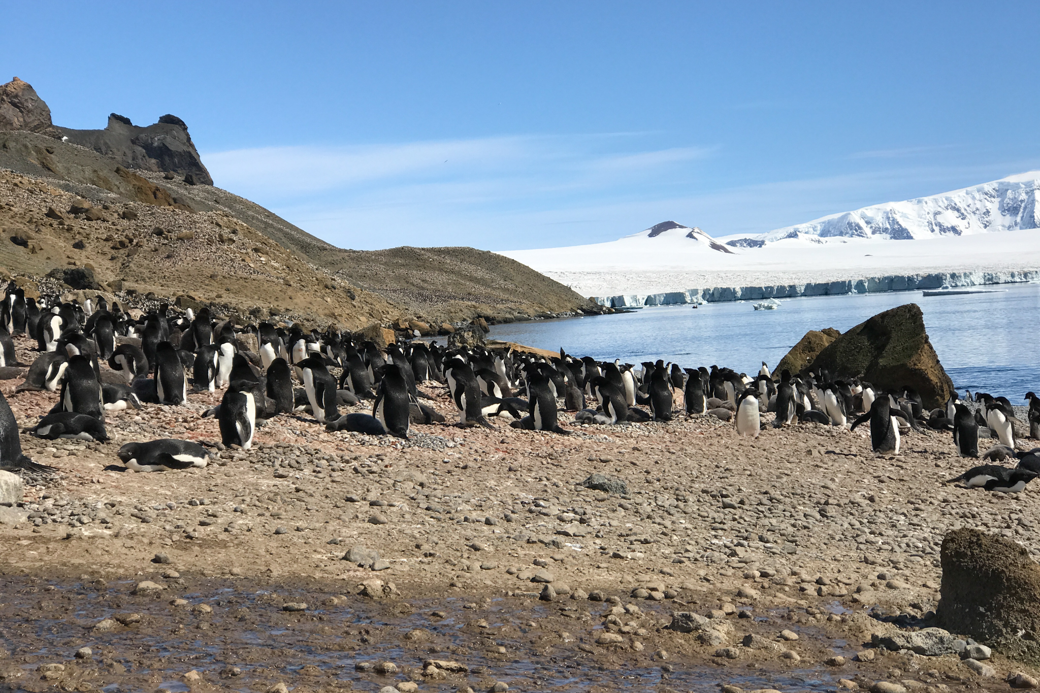 life in antartica trip penguin 2019 dd tm 14