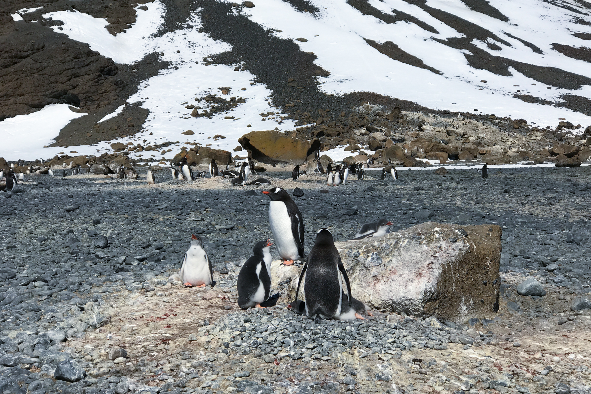 life in antartica trip penguin 2019 dd tm 15