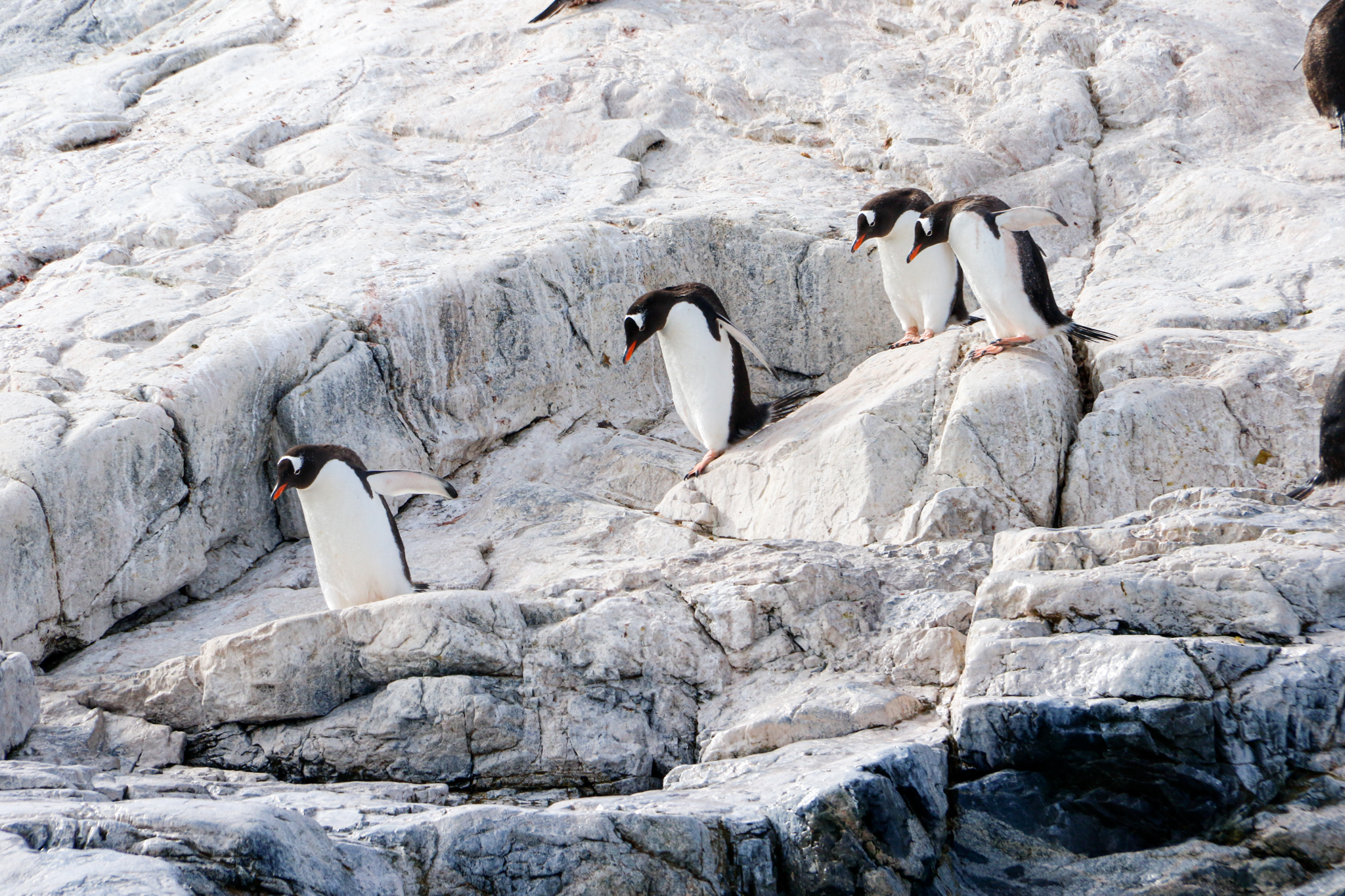 life in antartica trip penguin 2019 dd tm 16