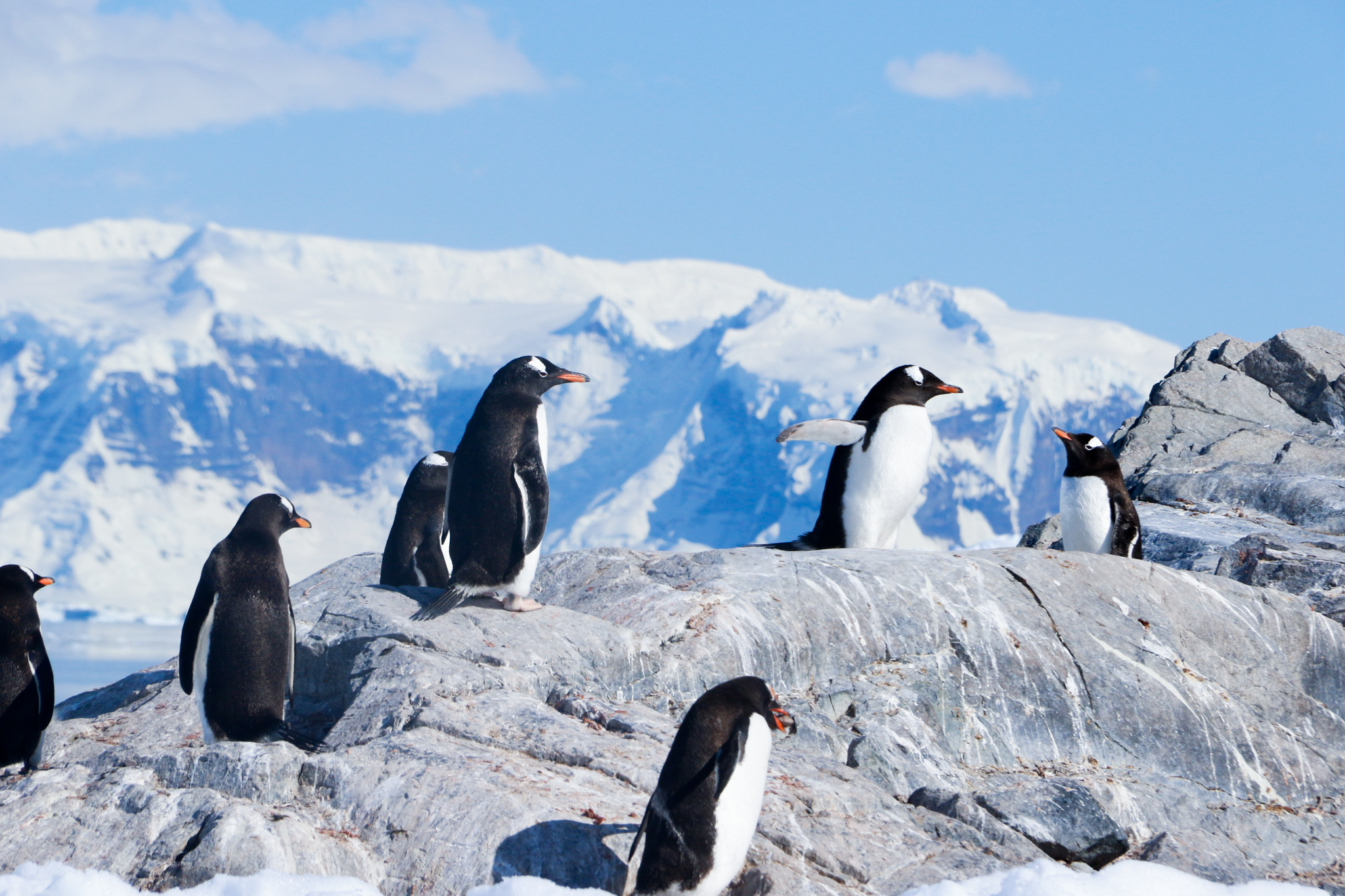 life in antartica trip penguin 2019 dd tm 21