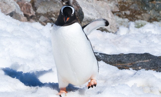 life in antartica trip penguin 2019 dd tm 22