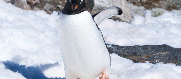 life in antartica trip penguin 2019 dd tm 22