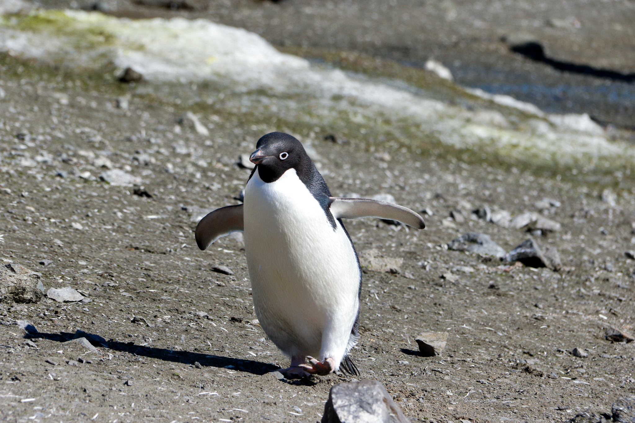 life in antartica trip penguin 2019 dd tm 3