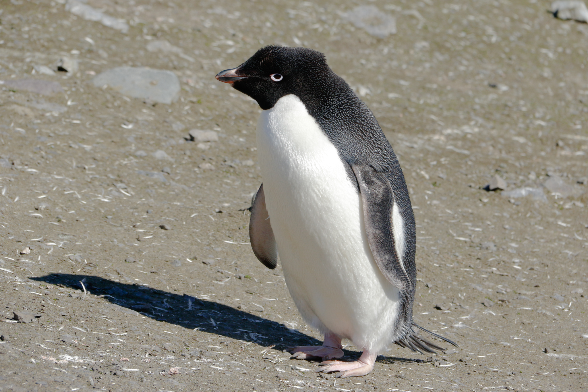life in antartica trip penguin 2019 dd tm 4