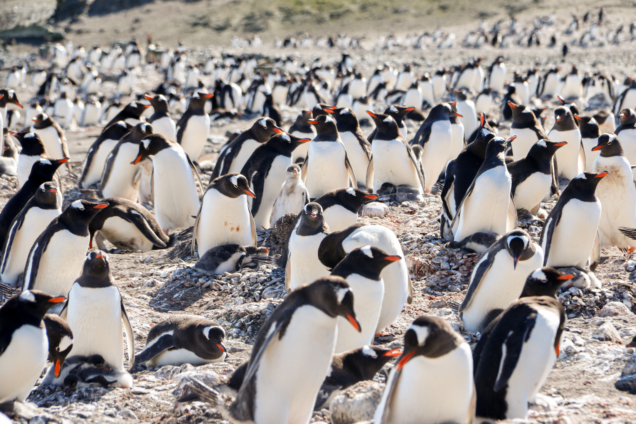 life in antartica trip penguin 2019 dd tm 5