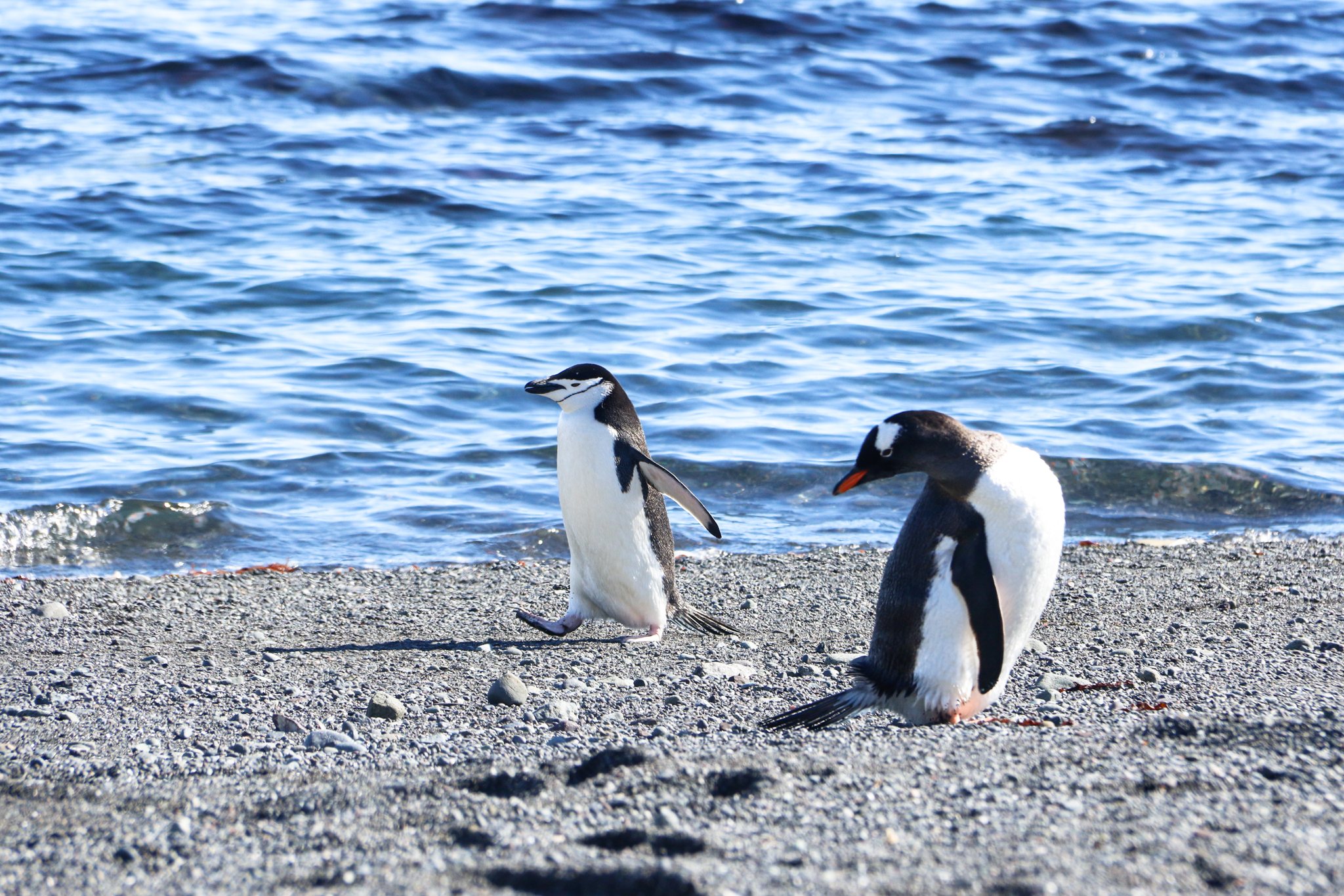 life in antartica trip penguin 2019 dd tm 6