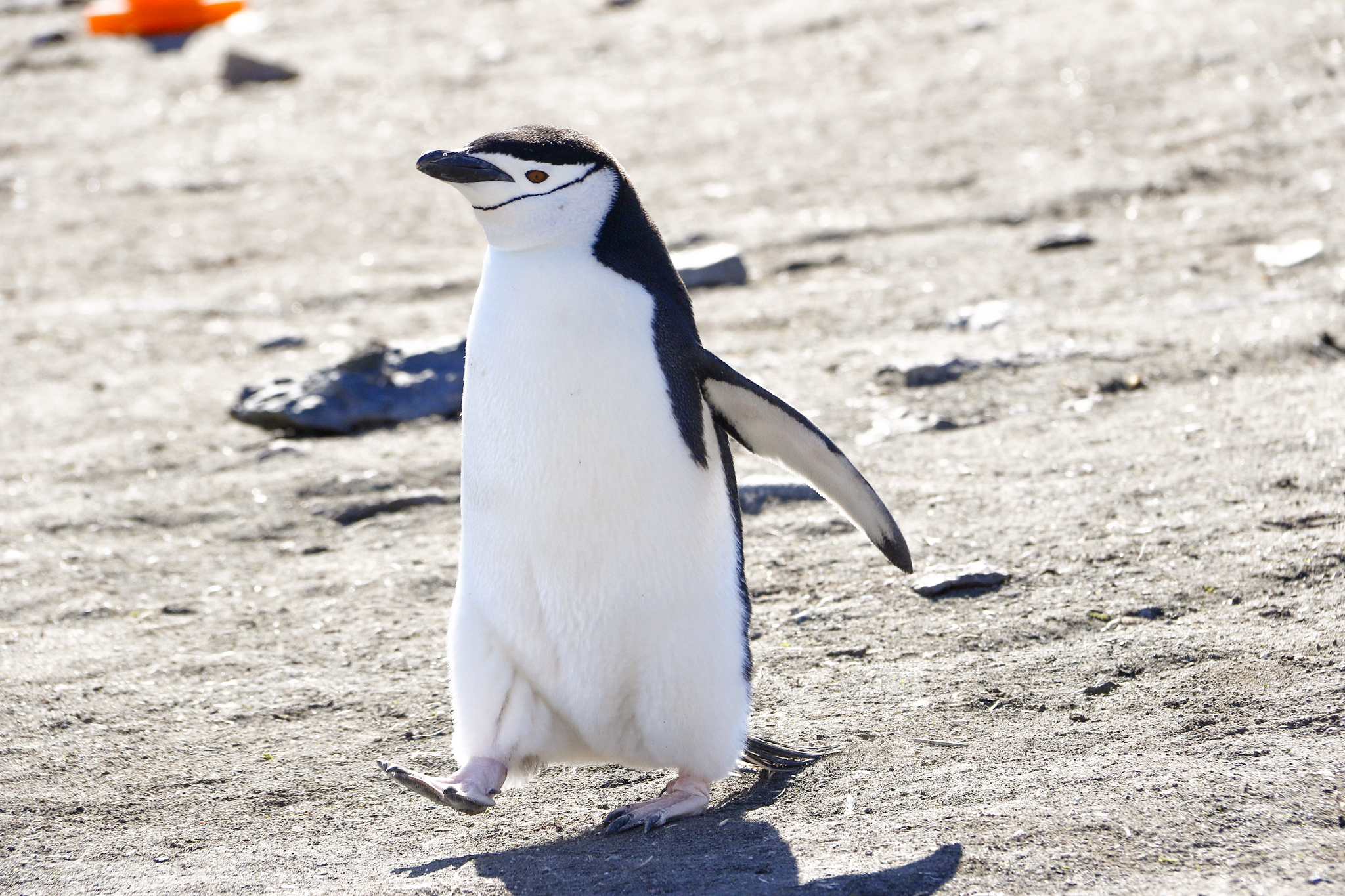 life in antartica trip penguin 2019 dd tm 9