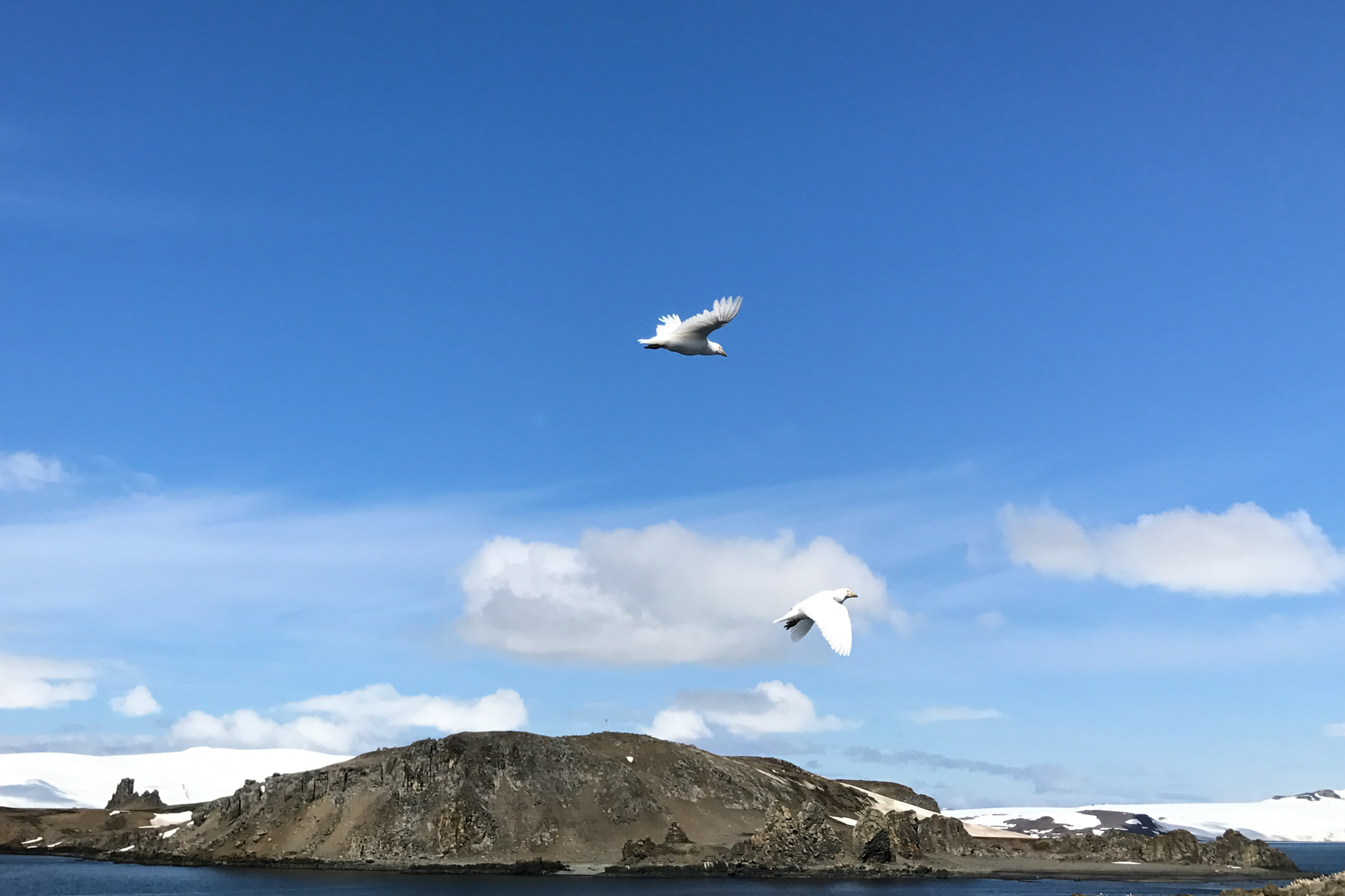 antartica seabirds