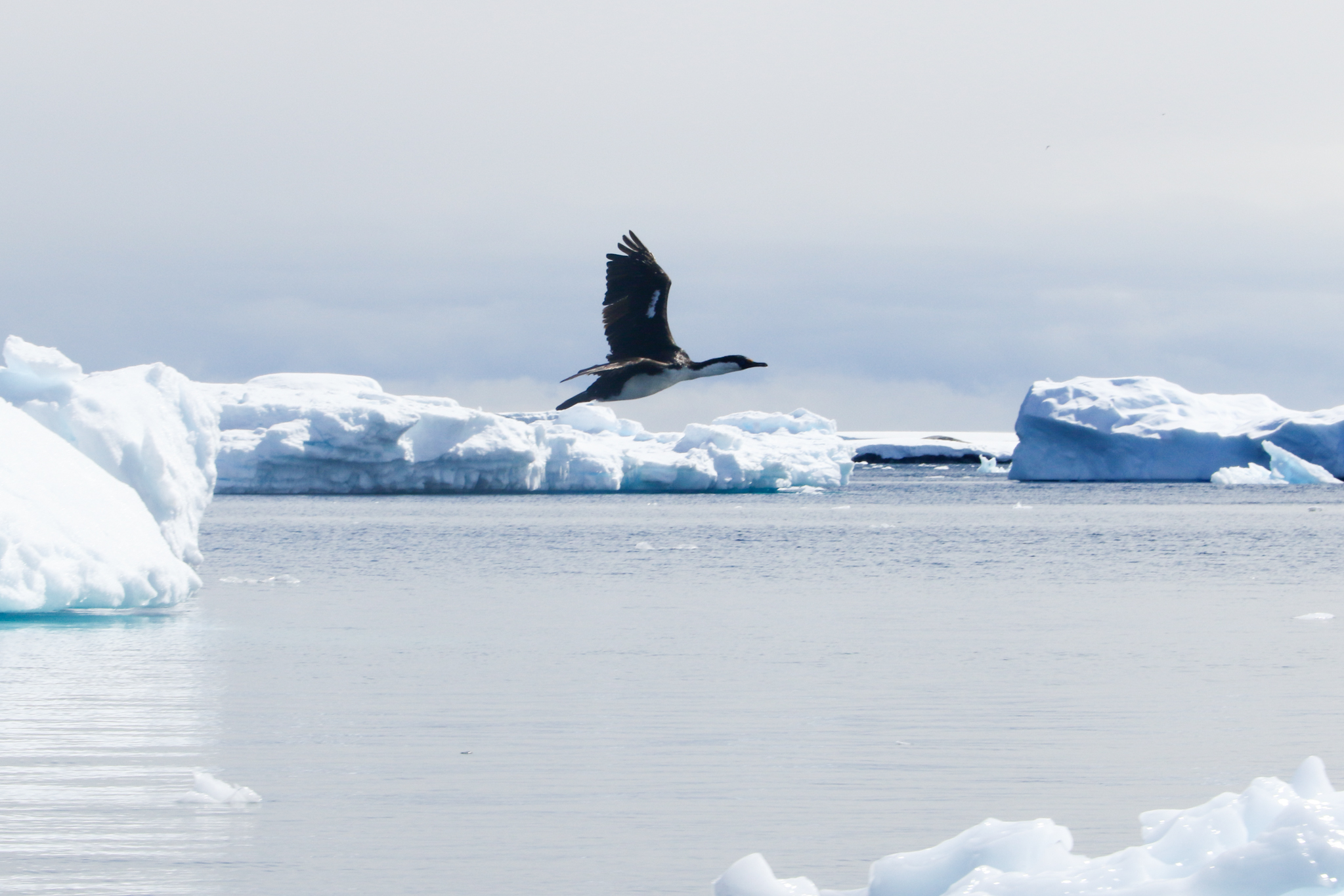 life in antartica trip seabird 2019 dd tm 3