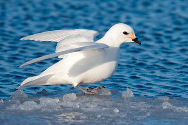 life in antartica snow petrels