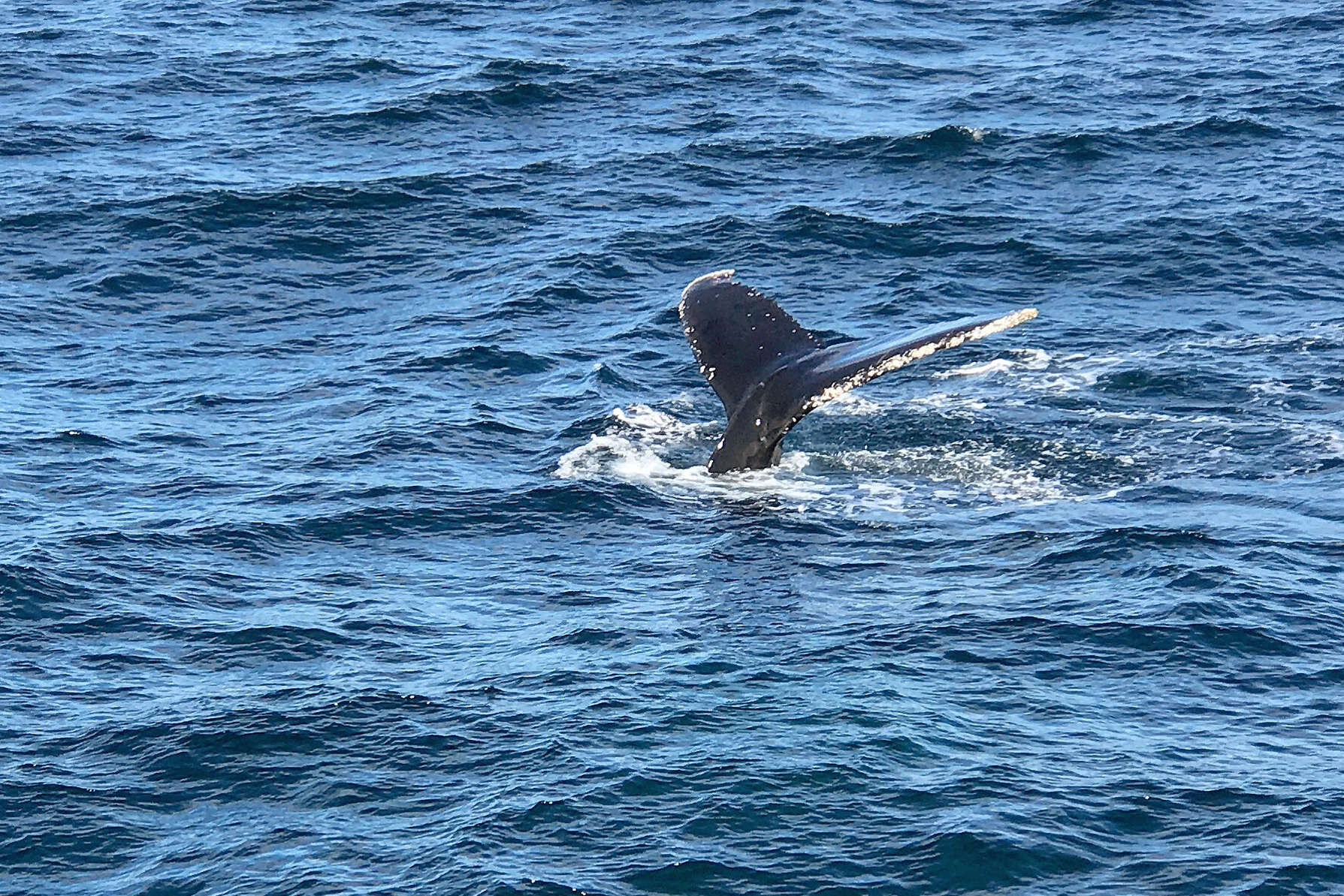 antarica whale