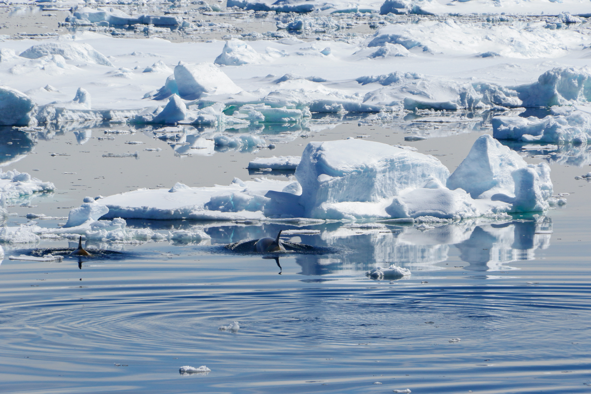 antarica whale