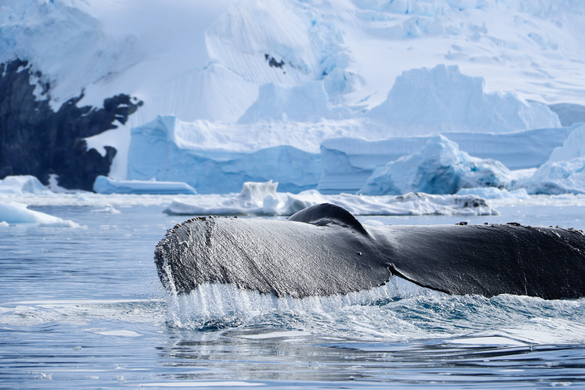 antarica whale