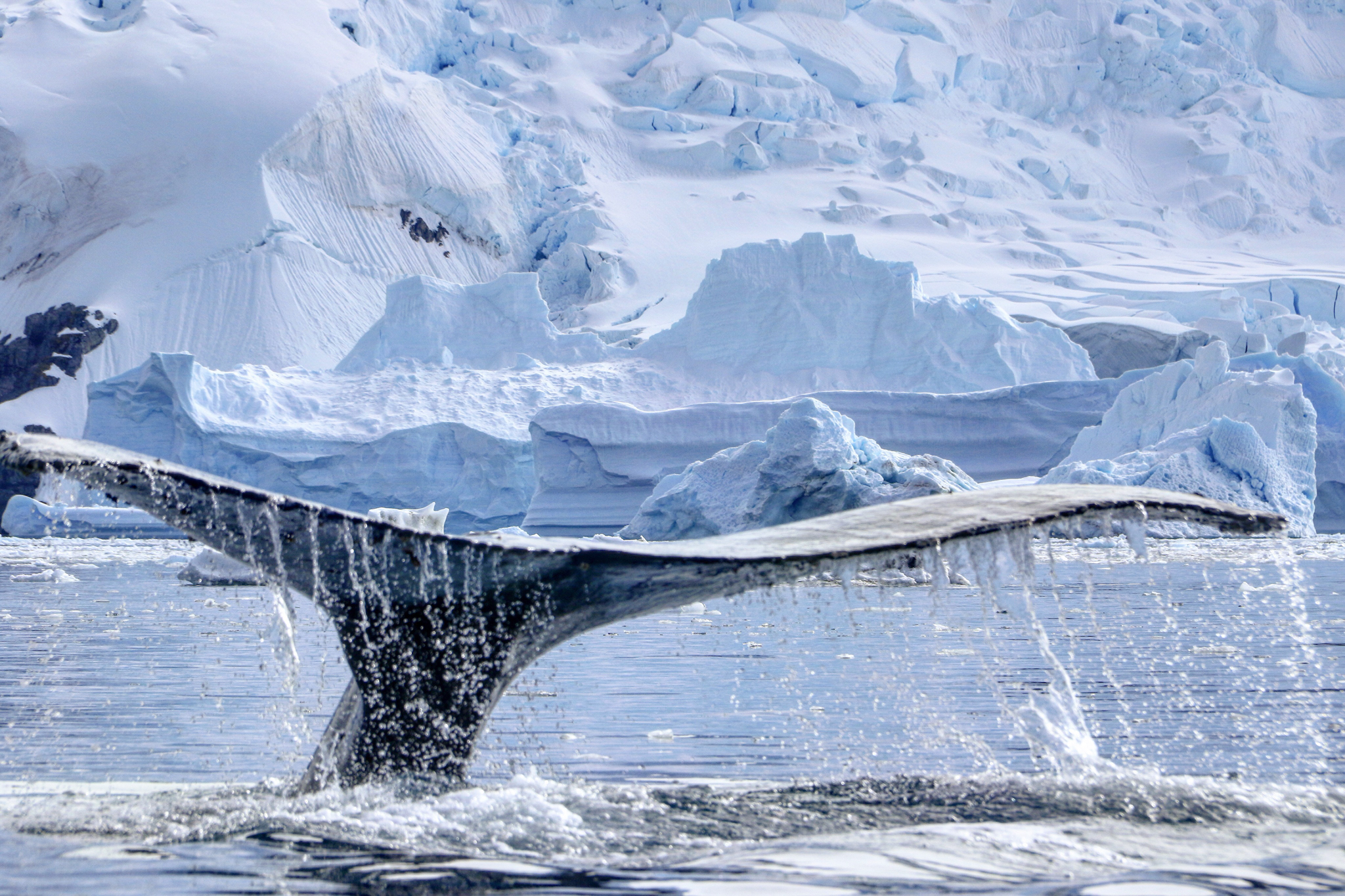 antarica whale