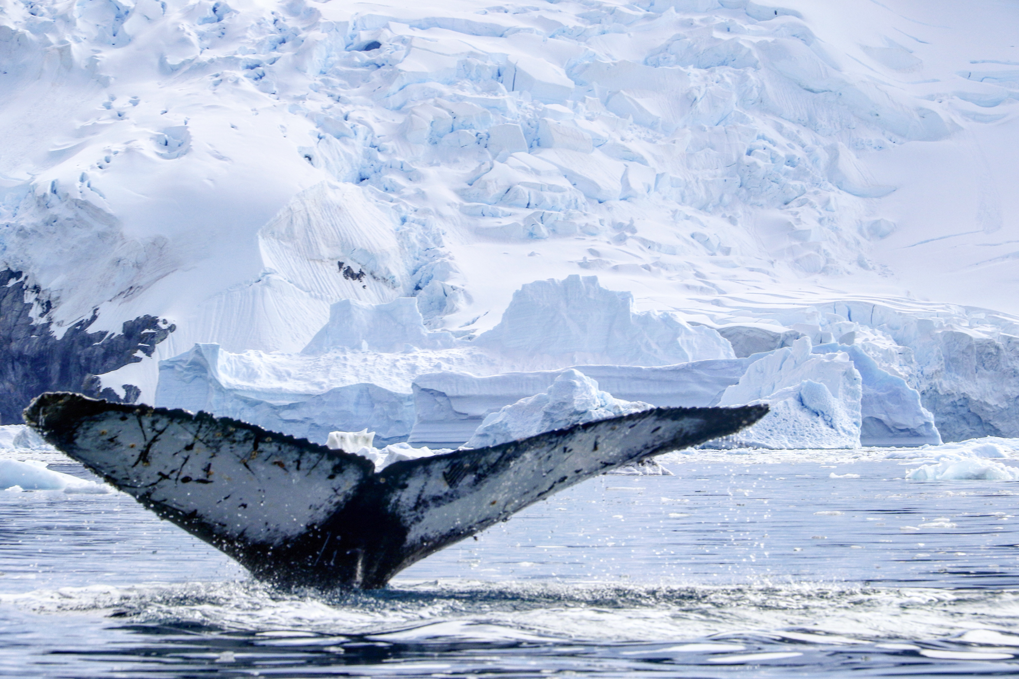 antarica whale