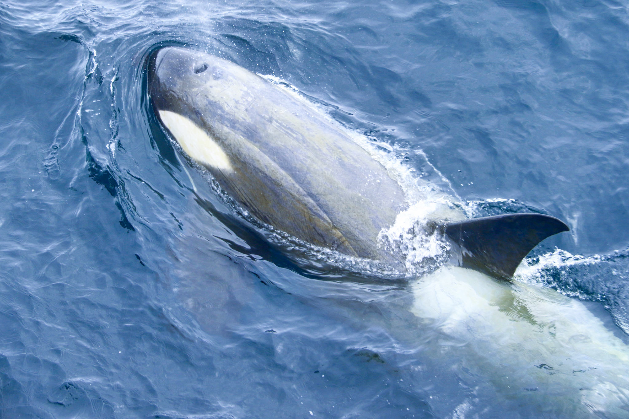 antarica whale